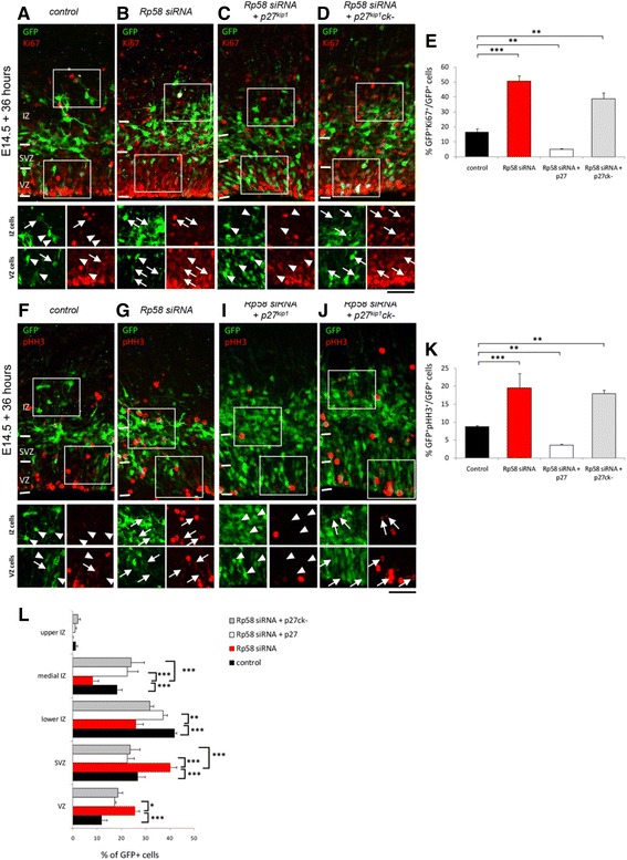 Correction to: Rp58 and p27<sup>kip1</sup> coordinate cell cycle exit and neuronal migration within the embryonic mouse cerebral cortex.