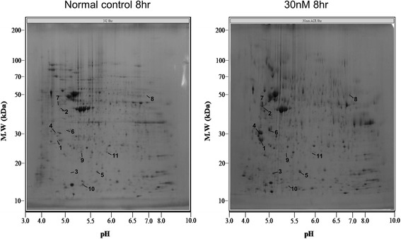 Proteomic identification of moesin upon exposure to acrolein.