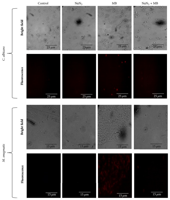 Nonphotodynamic Roles of Methylene Blue: Display of Distinct Antimycobacterial and Anticandidal Mode of Actions.