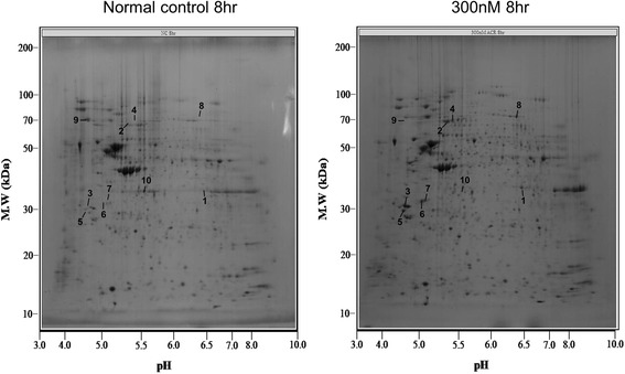 Proteomic identification of moesin upon exposure to acrolein.