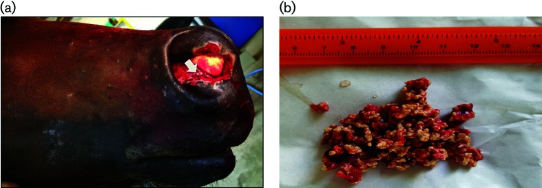 First confirmed case of nasal pythiosis in a horse in Thailand.