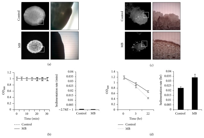 Nonphotodynamic Roles of Methylene Blue: Display of Distinct Antimycobacterial and Anticandidal Mode of Actions.