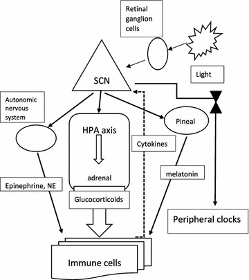 Biological clocks: their relevance to immune-allergic diseases.