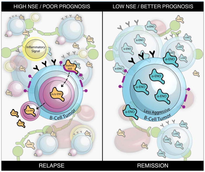A Missing Link between Neuron Specific Enolase Release and Poor Prognosis in Aging Patients with B-cell Lymphoma.