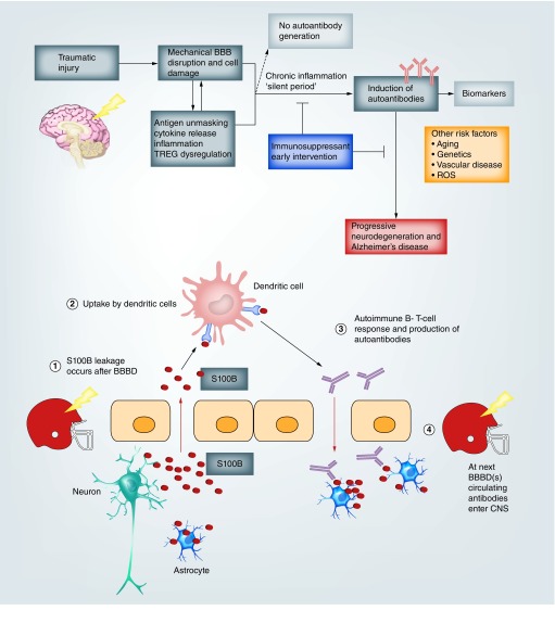 The role and diagnostic significance of cellular barriers after concussive head trauma.