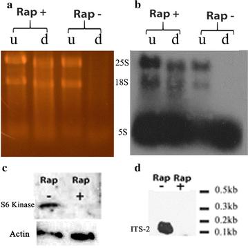 Nutrient depletion and TOR inhibition induce 18S and 25S ribosomal RNAs resistant to a 5′-phosphate-dependent exonuclease in Candida albicans and other yeasts