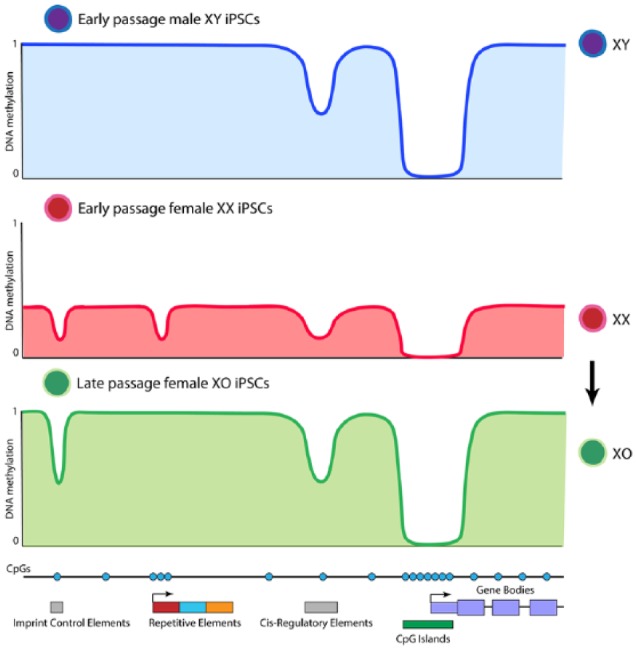 Dynamics of DNA Methylation Reprogramming Influenced by X Chromosome Dosage in Induced Pluripotent Stem Cells.