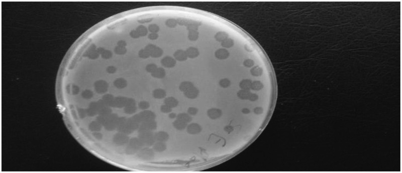 Assessing the impact of bacteriophages in the treatment of Salmonella in broiler chickens.