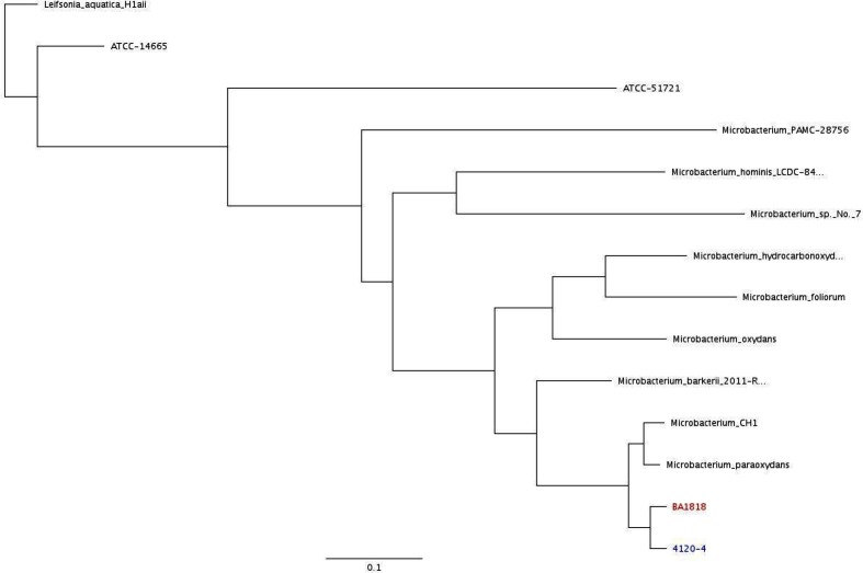 Bacteraemia due to <i>Microbacterium paraoxydans</i> in a patient with chronic kidney disease, refractory hypertension and sarcoidosis.