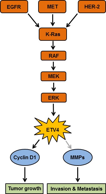 ETV4: an emerging target in pancreatic cancer.