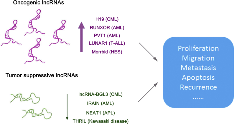 Long non-coding RNAs in hematopoietic regulation