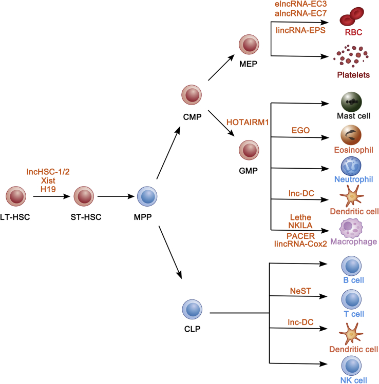 Long non-coding RNAs in hematopoietic regulation