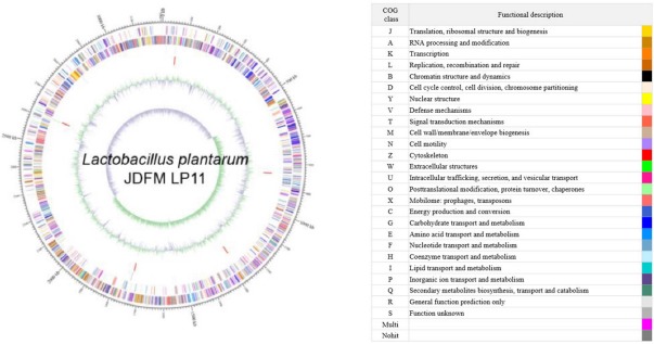 Comparative Genome Analysis and Evaluation of Probiotic Characteristics of <i>Lactobacillus plantarum</i> Strain JDFM LP11.