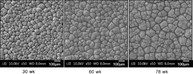 The Influence of Hen Aging on Eggshell Ultrastructure and Shell Mineral Components.