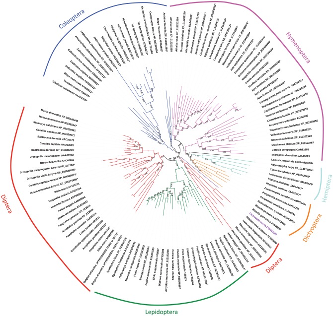 The Amylases of Insects.