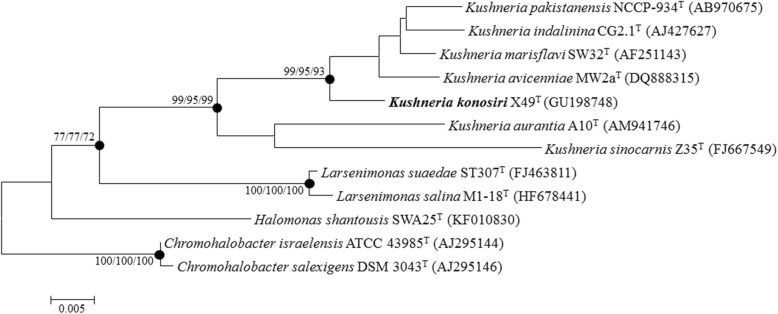 Complete genome sequence of the halophile bacterium <i>Kushneria konosiri</i> X49<sup>T</sup>, isolated from salt-fermented <i>Konosirus punctatus</i>.