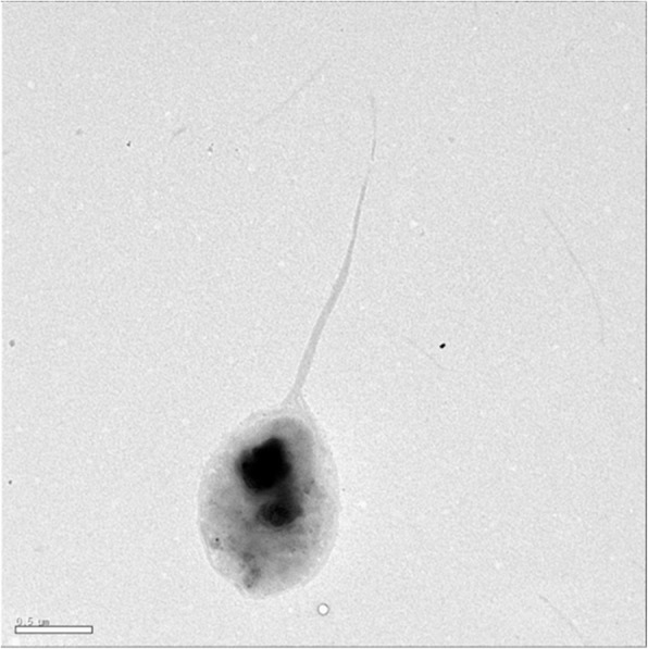 Complete genome sequence of the halophile bacterium <i>Kushneria konosiri</i> X49<sup>T</sup>, isolated from salt-fermented <i>Konosirus punctatus</i>.