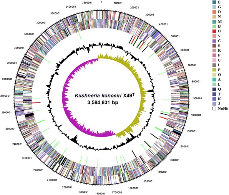 Complete genome sequence of the halophile bacterium <i>Kushneria konosiri</i> X49<sup>T</sup>, isolated from salt-fermented <i>Konosirus punctatus</i>.