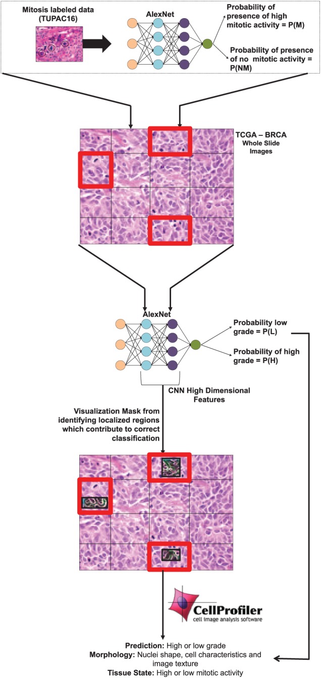 Imitating Pathologist Based Assessment With Interpretable and Context Based Neural Network Modeling of Histology Images.