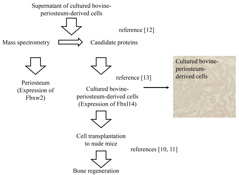 Characterization of the F-box Proteins FBXW2 and FBXL14 in the Initiation of Bone Regeneration in Transplants given to Nude Mice.