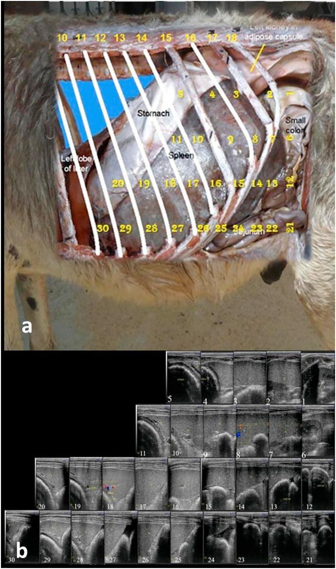 Ultrasonography guidance for total splenectomy in donkeys