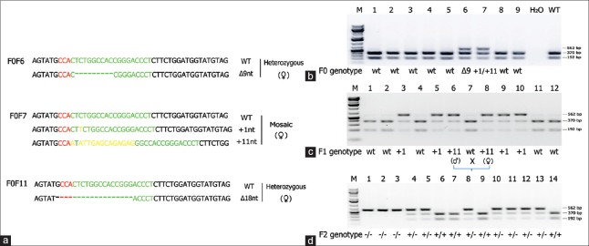 A novel cancer syndrome caused by <i>KCNQ1</i>-deficiency in the golden Syrian hamster.