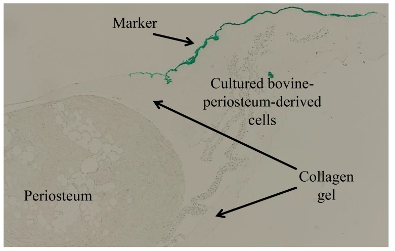 Characterization of the F-box Proteins FBXW2 and FBXL14 in the Initiation of Bone Regeneration in Transplants given to Nude Mice.