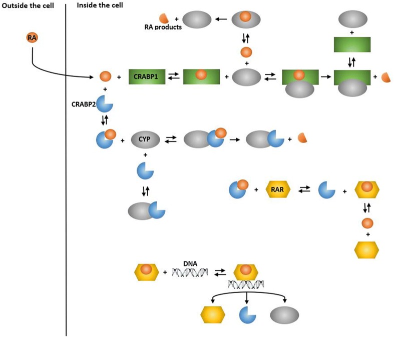 Identification of influential proteins in the classical retinoic acid signaling pathway.