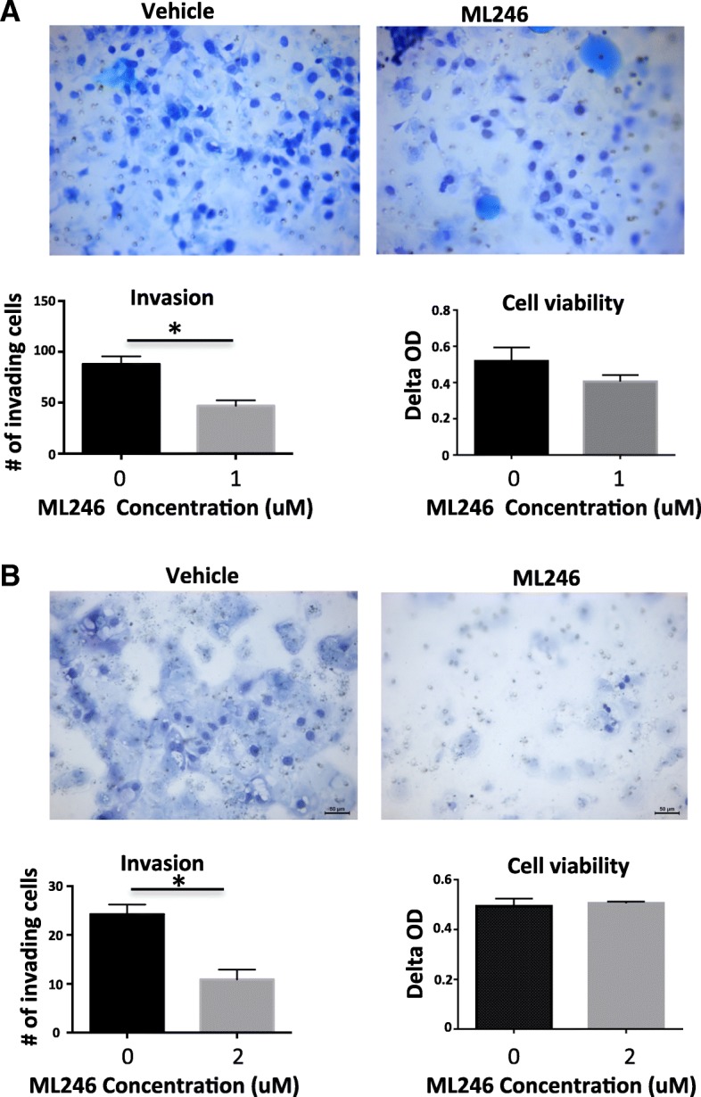 A small molecule inhibitor of the perinucleolar compartment, ML246, attenuates growth and spread of ovarian cancer.