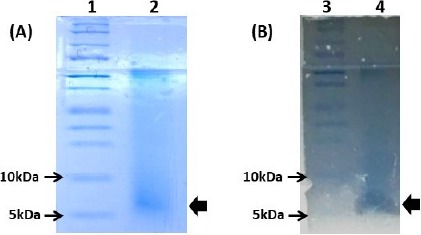 Isolation and Characterization of an Anti-listerial Bacteriocin from <i>Leuconostoc lactis</i> SD501.