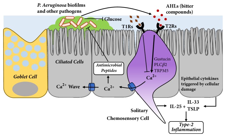 Role of Taste Receptors as Sentinels of Innate Immunity in the Upper Airway.