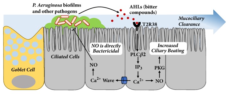 Role of Taste Receptors as Sentinels of Innate Immunity in the Upper Airway.