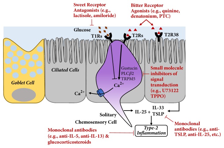 Role of Taste Receptors as Sentinels of Innate Immunity in the Upper Airway.