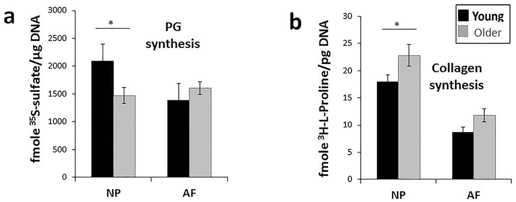 Age-dependent changes in intervertebral disc cell mitochondria and bioenergetics.