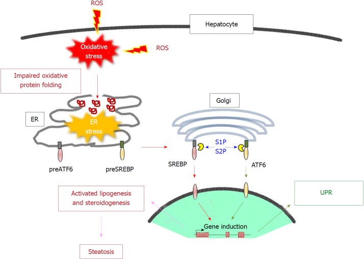 Mutual interaction between oxidative stress and endoplasmic reticulum stress in the pathogenesis of diseases specifically focusing on non-alcoholic fatty liver disease.