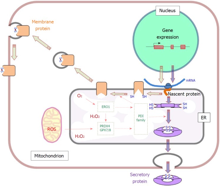 Mutual interaction between oxidative stress and endoplasmic reticulum stress in the pathogenesis of diseases specifically focusing on non-alcoholic fatty liver disease.