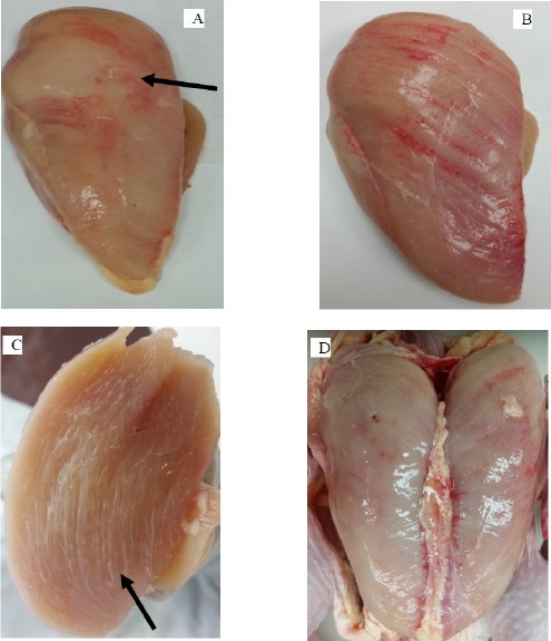 The Incidence of Muscle Abnormalities in Broiler Breast Meat - A Review.