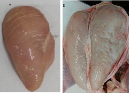 The Incidence of Muscle Abnormalities in Broiler Breast Meat - A Review.