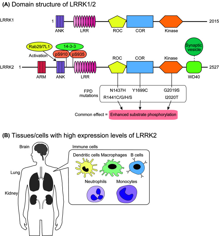 Physiological and pathological functions of LRRK2: implications from substrate proteins.