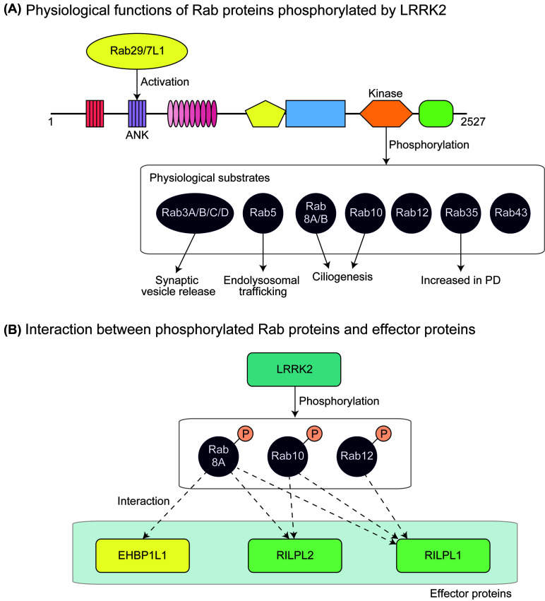 Physiological and pathological functions of LRRK2: implications from substrate proteins.