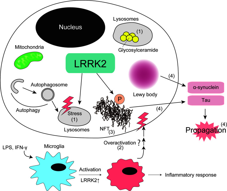 Physiological and pathological functions of LRRK2: implications from substrate proteins.