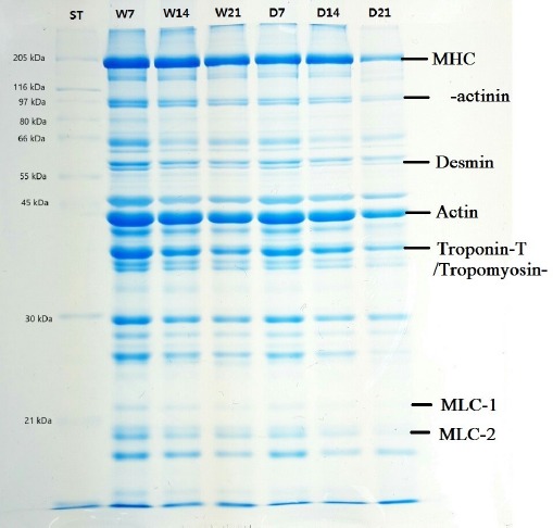 Comparison of Meat Quality Characteristics of Wet- and Dry-aging Pork Belly and Shoulder Blade.