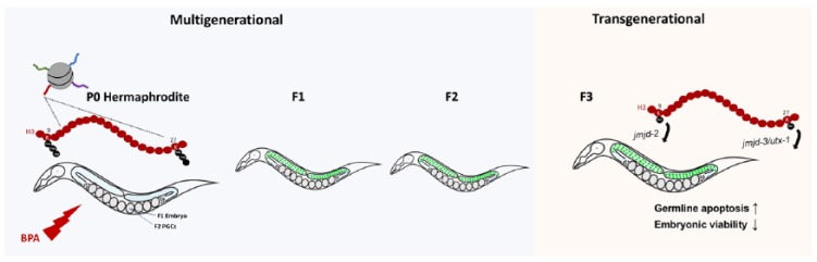 Histone Modifications: Epigenetic Mediators of Environmental Exposure Memory.