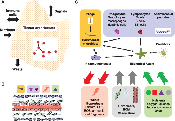 An ecosystem framework for understanding and treating disease.