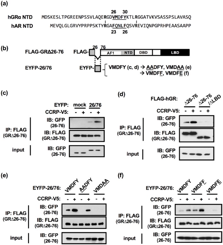 GR Utilizes a Co-Chaperone Cytoplasmic CAR Retention Protein to Form an N/C Interaction.