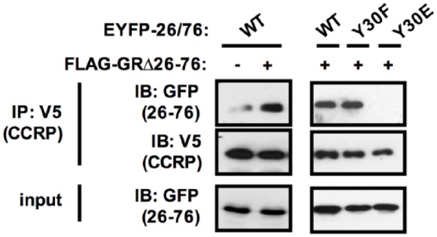 GR Utilizes a Co-Chaperone Cytoplasmic CAR Retention Protein to Form an N/C Interaction.