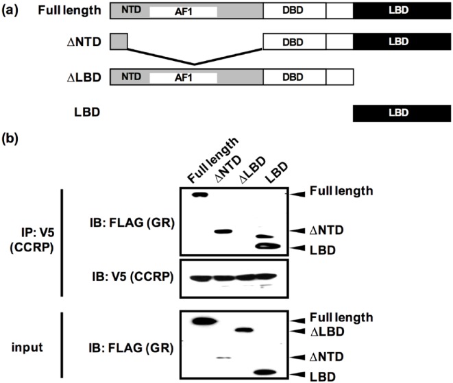 GR Utilizes a Co-Chaperone Cytoplasmic CAR Retention Protein to Form an N/C Interaction.