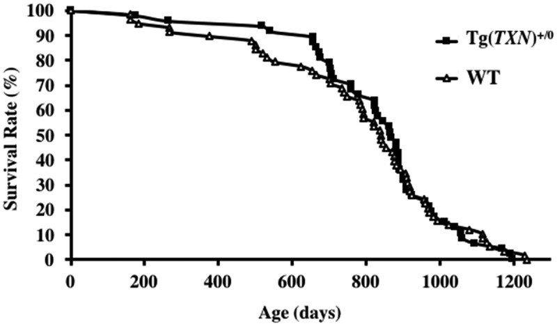 Continuous overexpression of thioredoxin 1 enhances cancer development and does not extend maximum lifespan in male C57BL/6 mice.