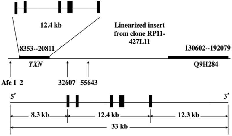 Continuous overexpression of thioredoxin 1 enhances cancer development and does not extend maximum lifespan in male C57BL/6 mice.