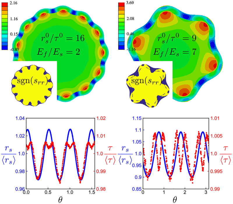 Buckling without Bending: A New Paradigm in Morphogenesis.